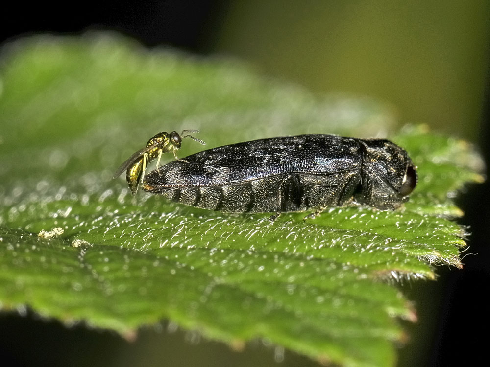 Coraebus rubi e Torymidae (rapporto impossibile)